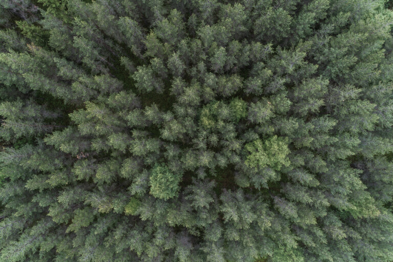 Skogen inn i fremtiden